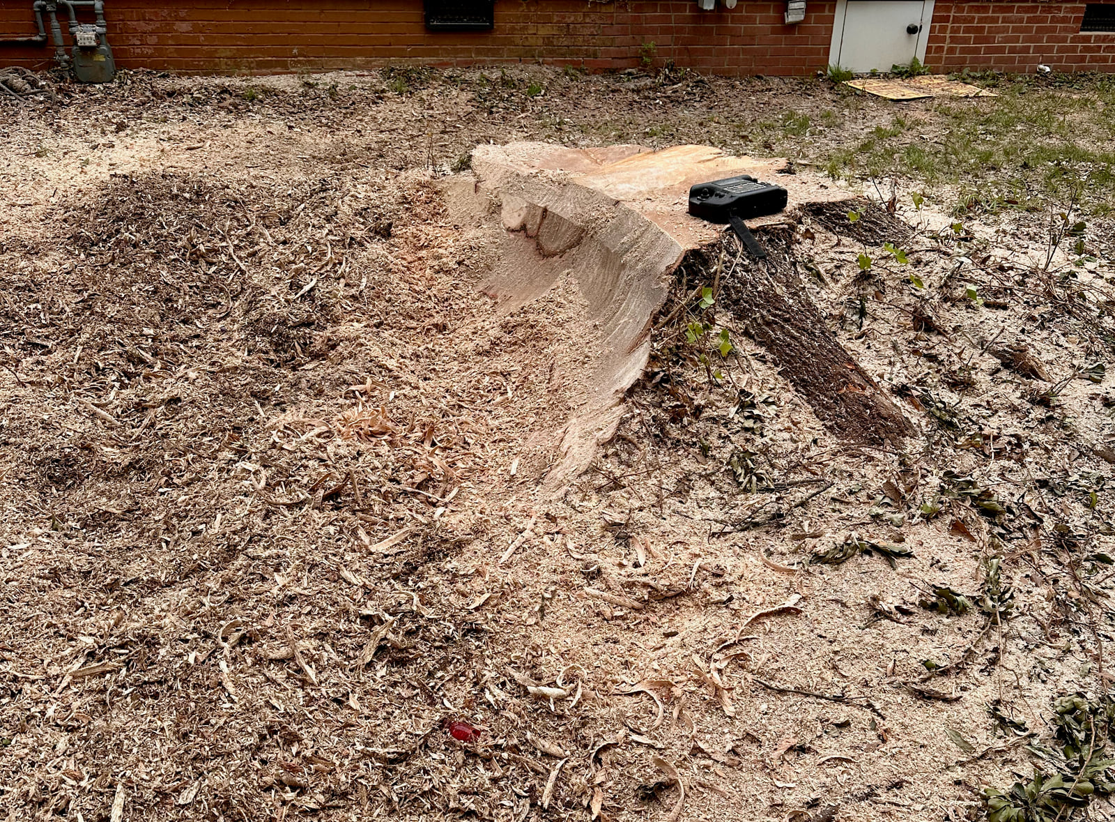 Stump grinding in progress — Charlotte metro area